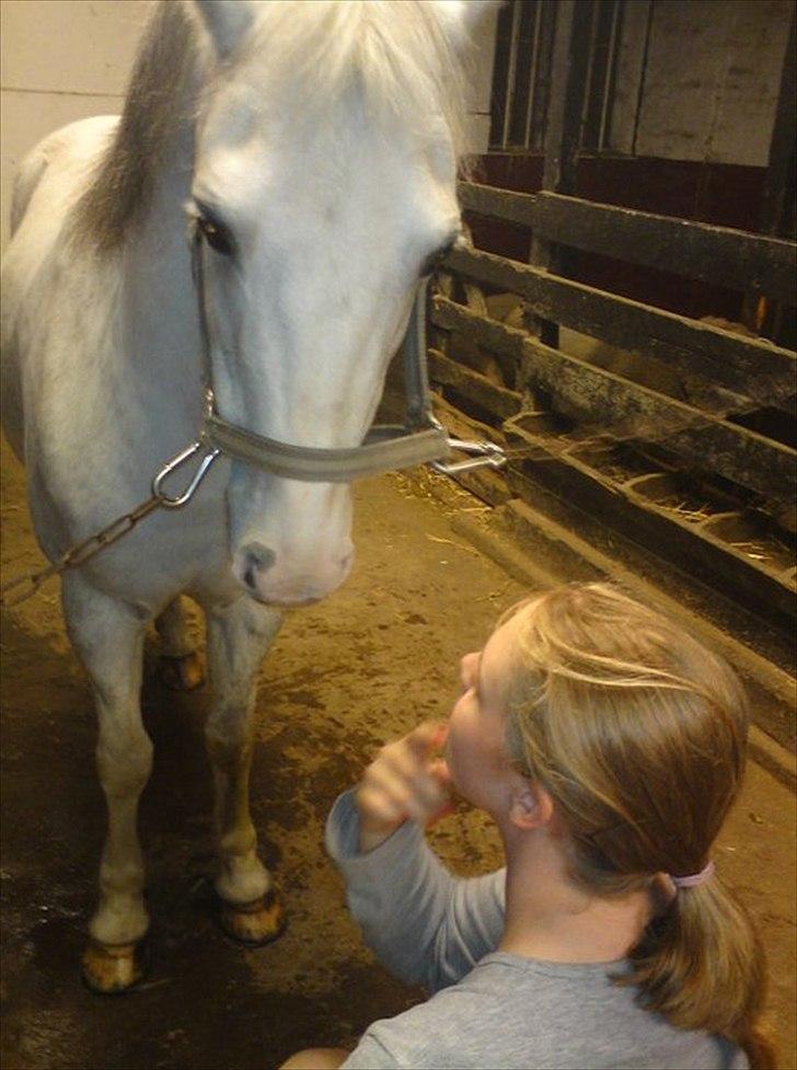 Hollandsk Sportspony Blue moon - Hvor ser du sjov ud der ned:D
- Man skal da nok give dig et kys, når hun tager kameraet væk igen...<3<3 Foto: Charlotte 2010 billede 18