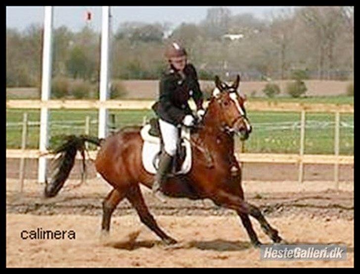 Anden særlig race Annika A.K.A Calimera  billede 5