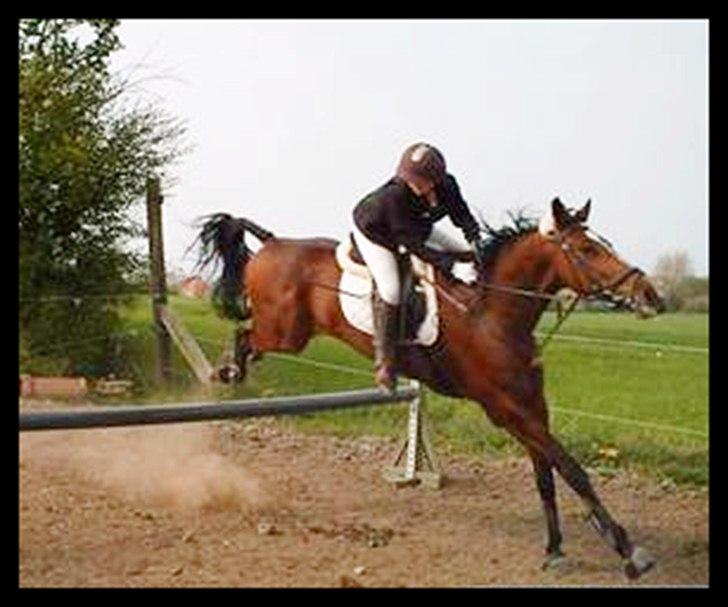 Anden særlig race Annika A.K.A Calimera  billede 6