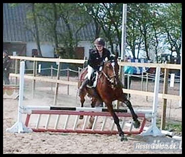 Anden særlig race Annika A.K.A Calimera  billede 7