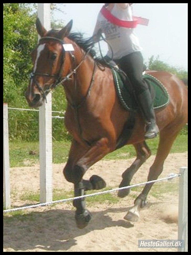 Anden særlig race Annika A.K.A Calimera  billede 9