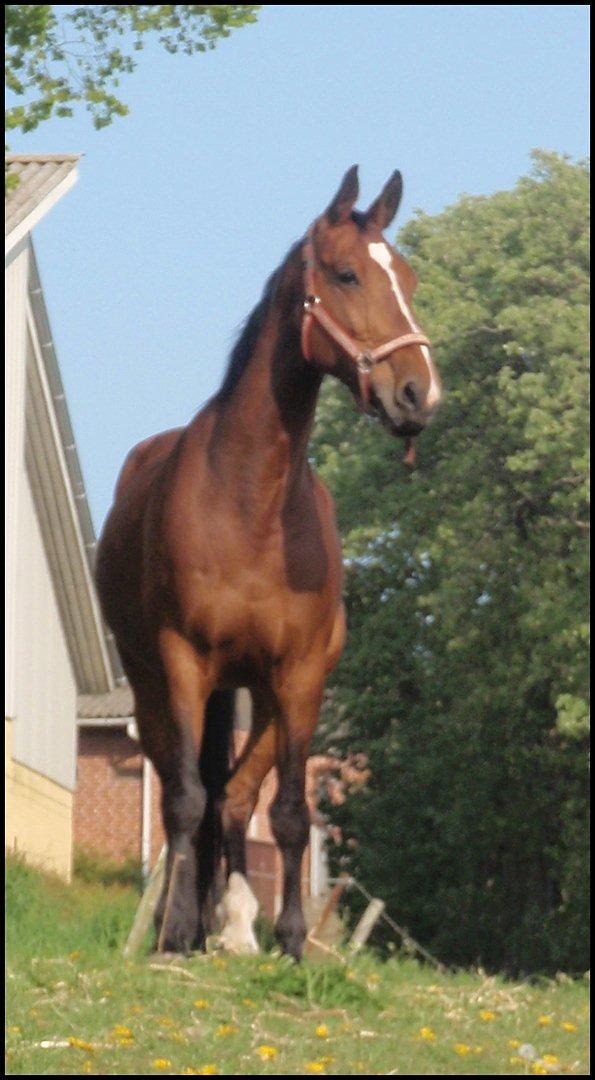 Anden særlig race Annika A.K.A Calimera  billede 1