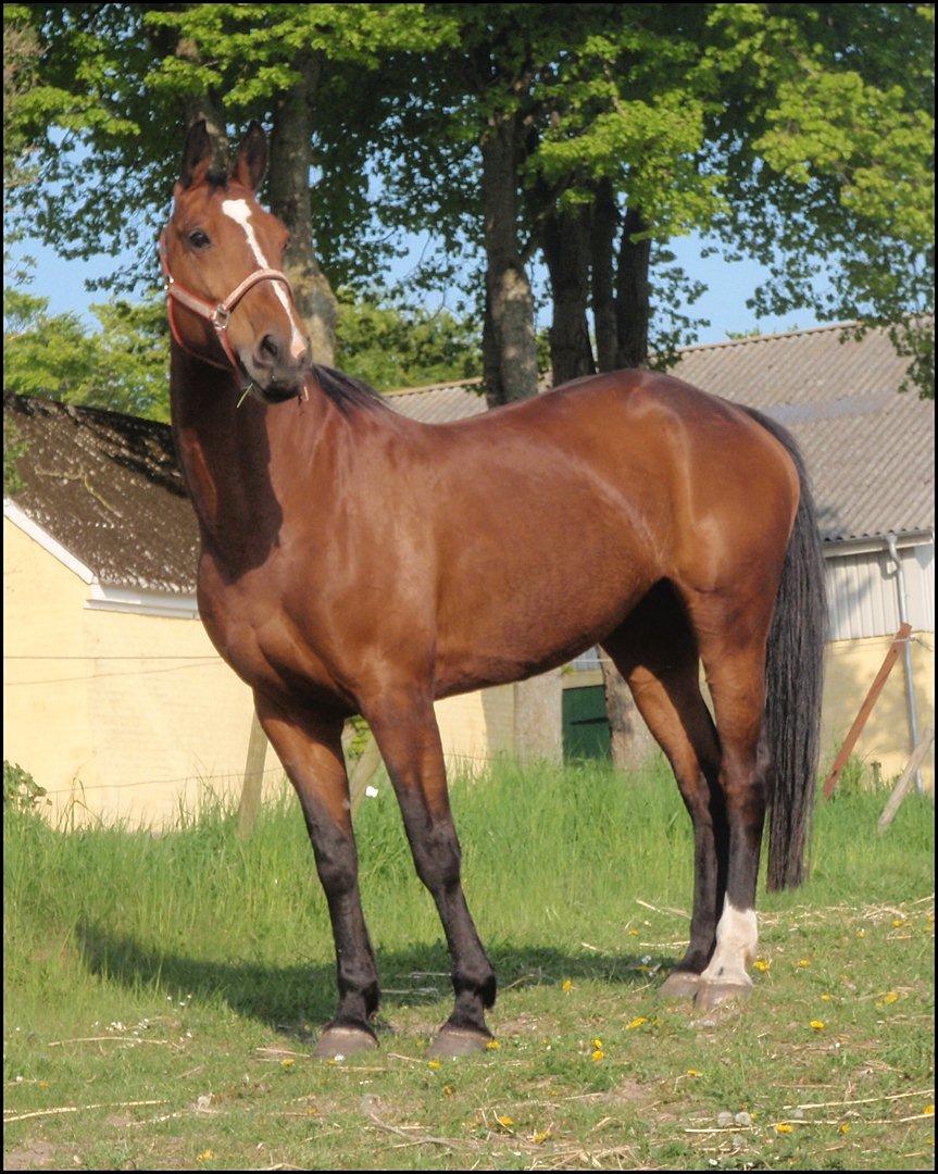 Anden særlig race Annika A.K.A Calimera  billede 10