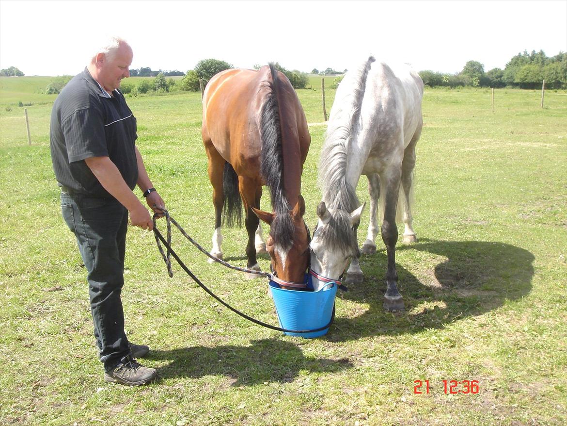 Holstener Unicorn choise - Ikast 2010 - FOTO: CT billede 7