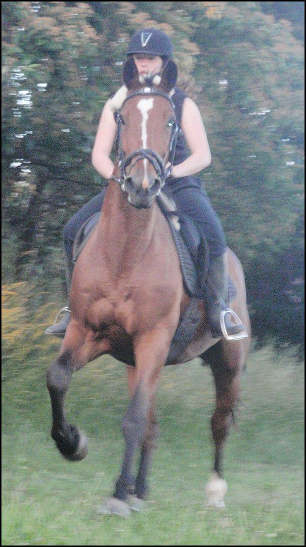 Anden særlig race Annika A.K.A Calimera  billede 11