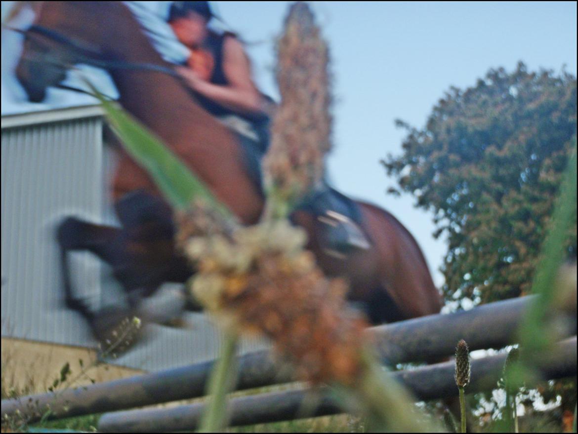 Anden særlig race Annika A.K.A Calimera  billede 12