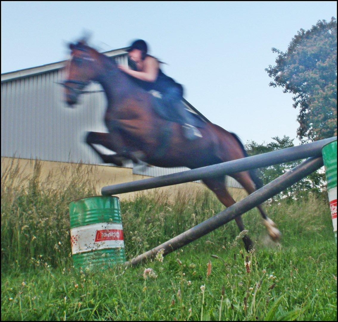 Anden særlig race Annika A.K.A Calimera  billede 13