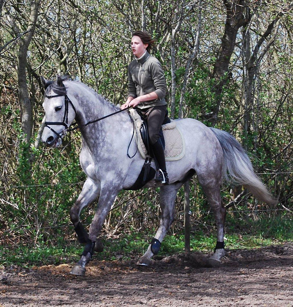 Holstener Unicorn choise - Dressur hjemme - FOTO: ET billede 14