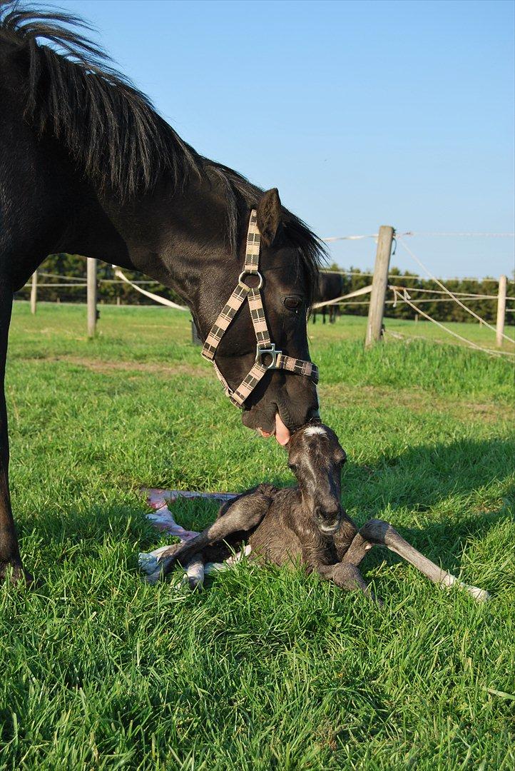 Welsh Mountain (sec A) Kuli's Survivor (R.I.P) - Bliver slikket af mor. Foto: Mig billede 1