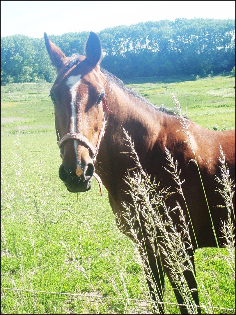Anden særlig race Annika A.K.A Calimera  billede 14