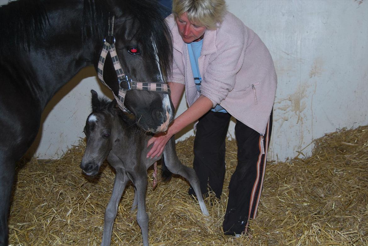 Welsh Mountain (sec A) Kuli's Survivor (R.I.P) - I boksen. billede 8