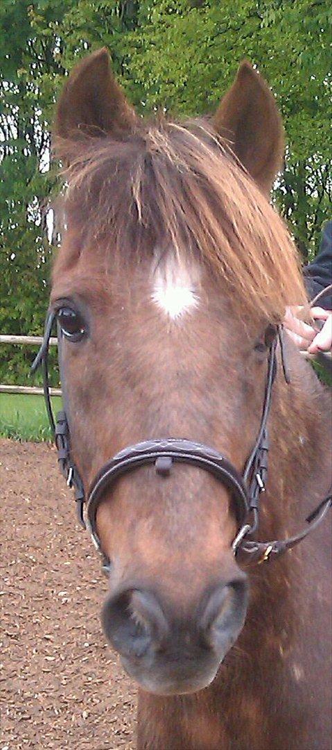 Hollandsk Sportspony KING<3 - Velkommen til smukke King profil;D billede 1