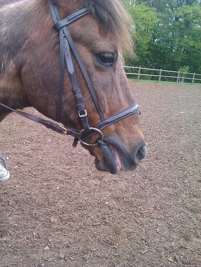 Hollandsk Sportspony KING<3 billede 4