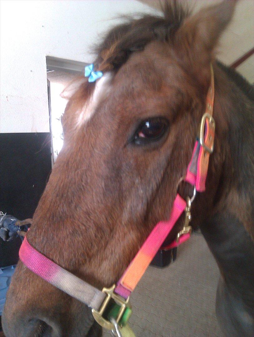 Hollandsk Sportspony KING<3 - Det var virkelig en kamp og få sløjfen i hans pandelok.;)
 billede 5