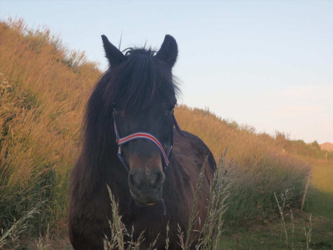 Anden særlig race Mirka Belinda R.I.P - jeg vil altid savne dig min engel :') <3 billede 1