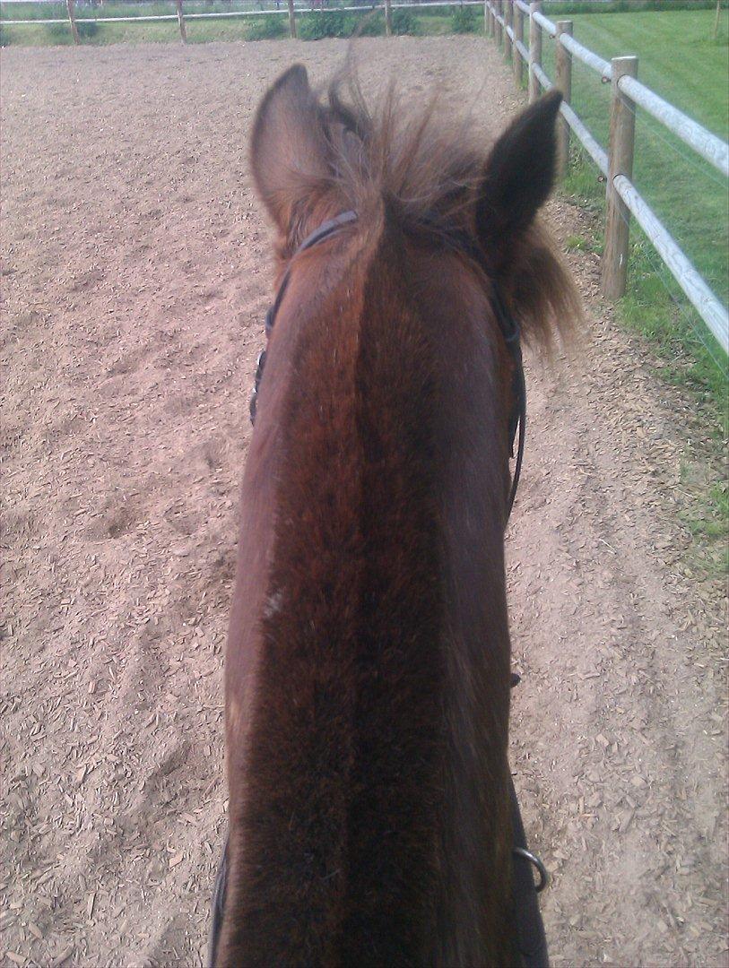 Hollandsk Sportspony KING<3 billede 6