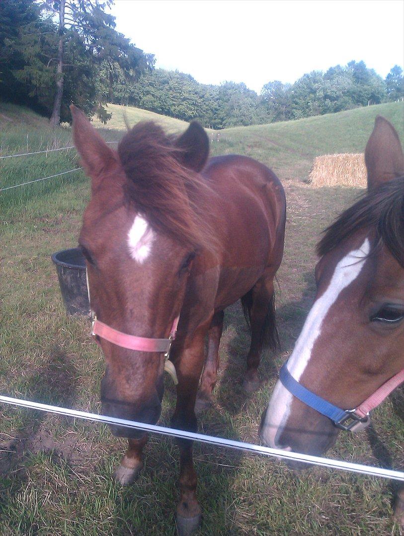 Hollandsk Sportspony KING<3 - King & Nikita:P billede 7