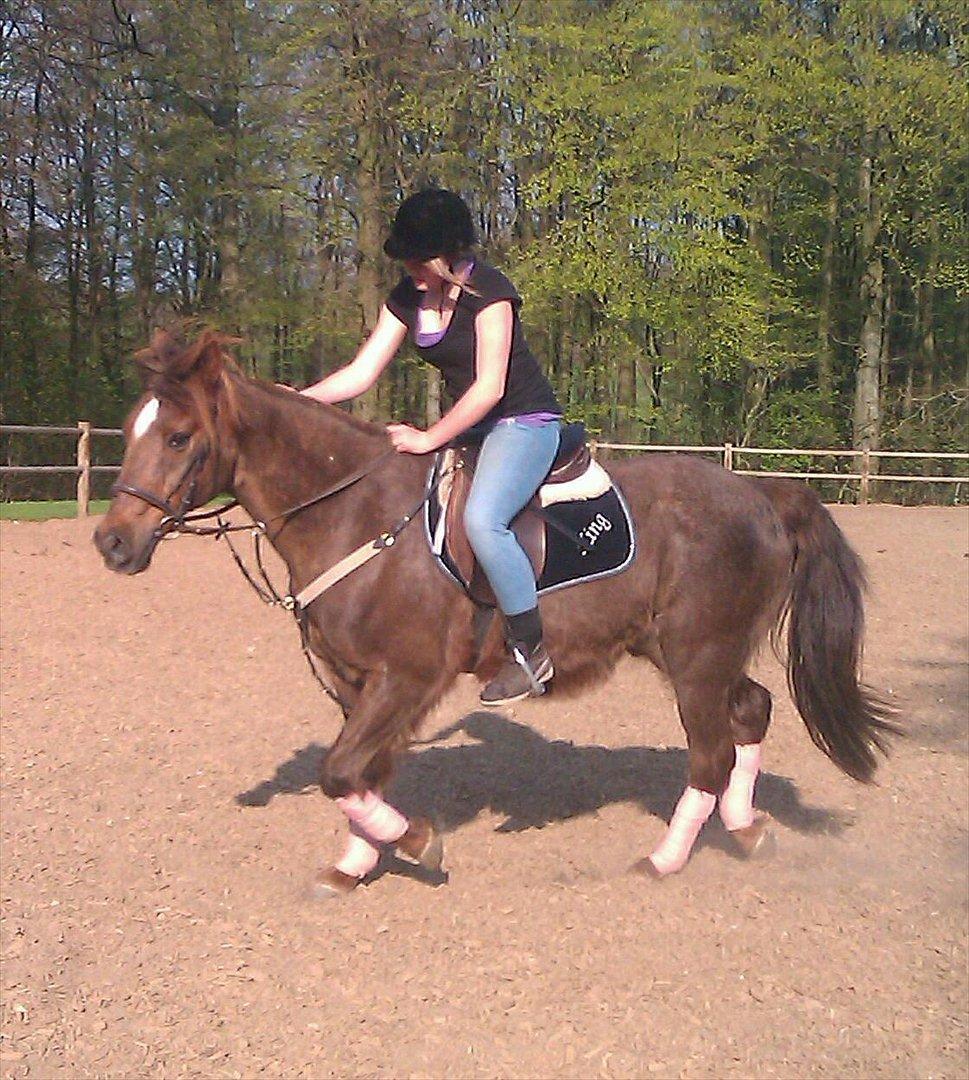 Hollandsk Sportspony KING<3 billede 9