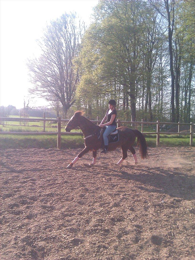 Hollandsk Sportspony KING<3 billede 10