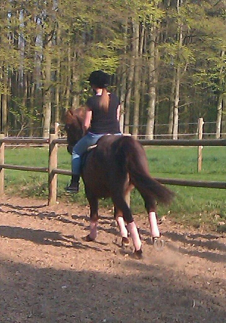 Hollandsk Sportspony KING<3 - Det var Kings profil:D billede 19