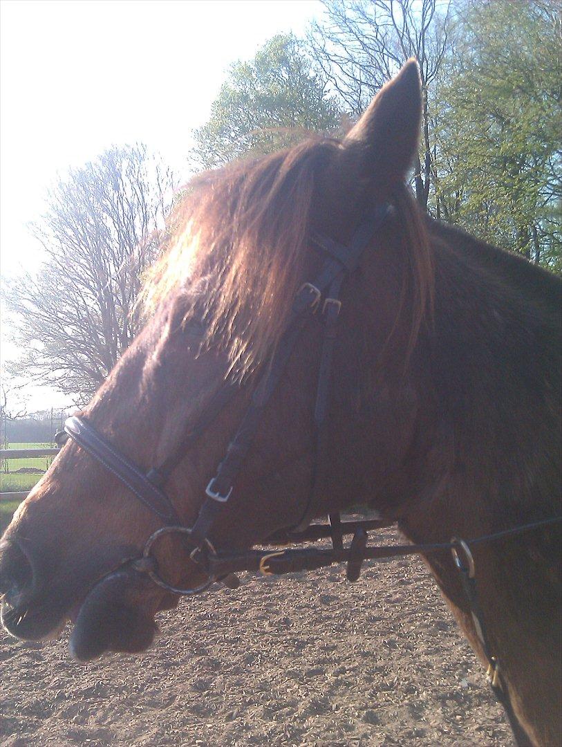 Hollandsk Sportspony KING<3 billede 11