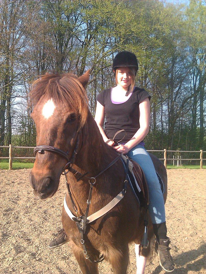 Hollandsk Sportspony KING<3 billede 12