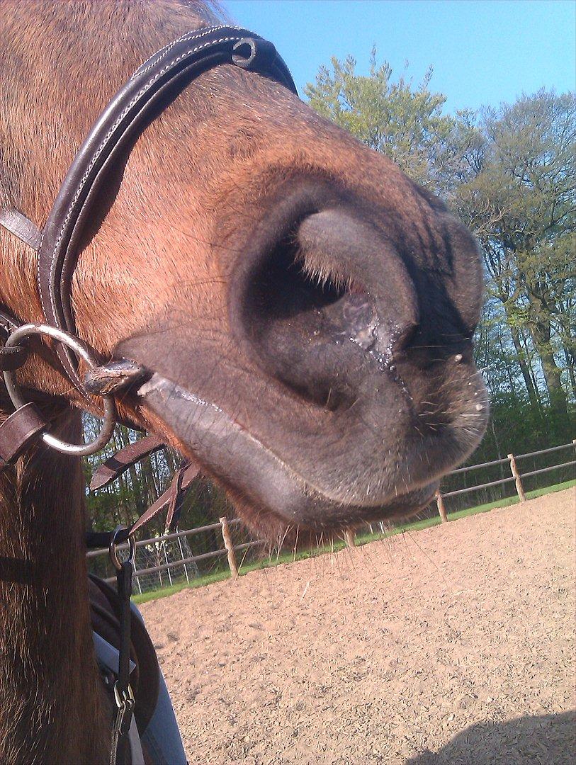 Hollandsk Sportspony KING<3 billede 13