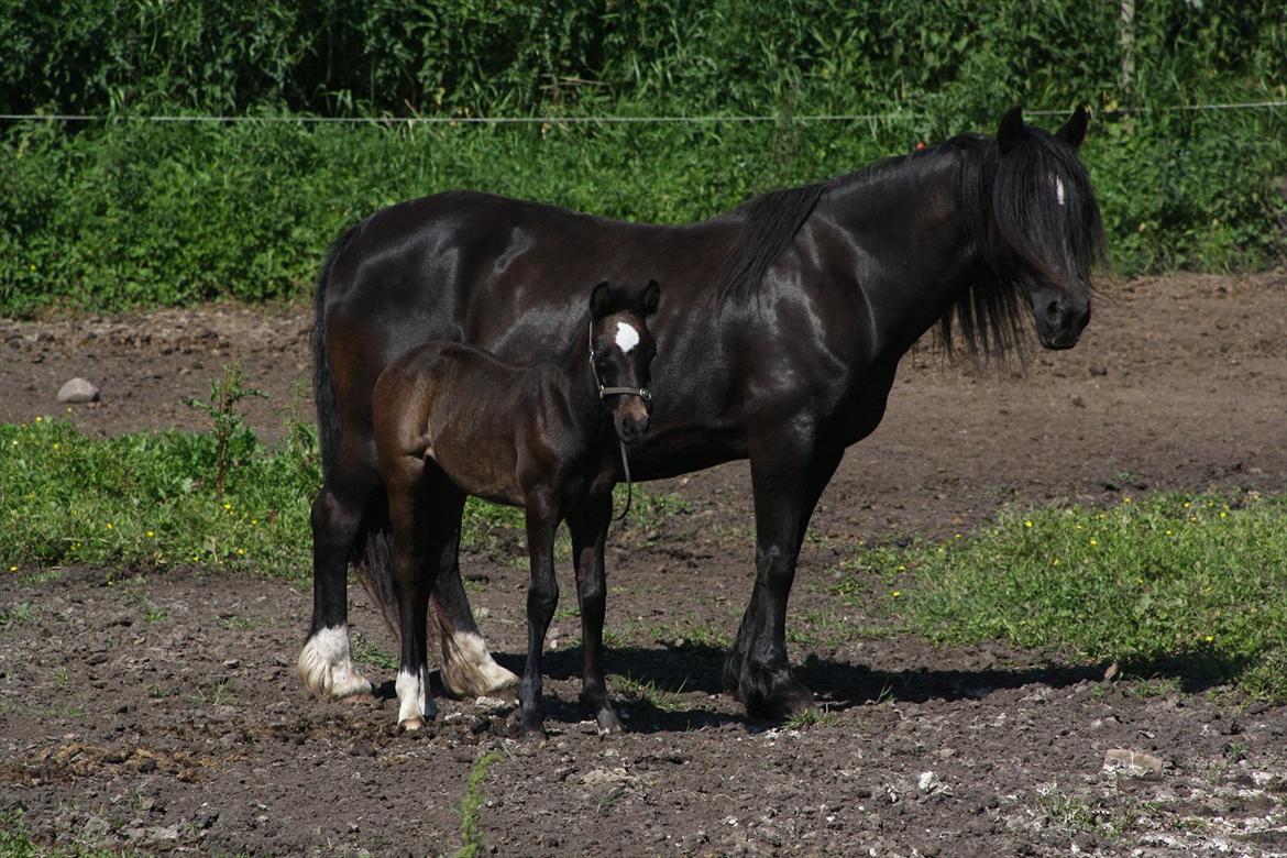 Welsh Cob (sec D) Åvangs Chess billede 19