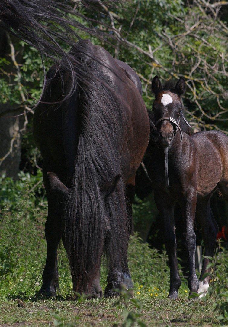 Welsh Cob (sec D) Åvangs Chess billede 11