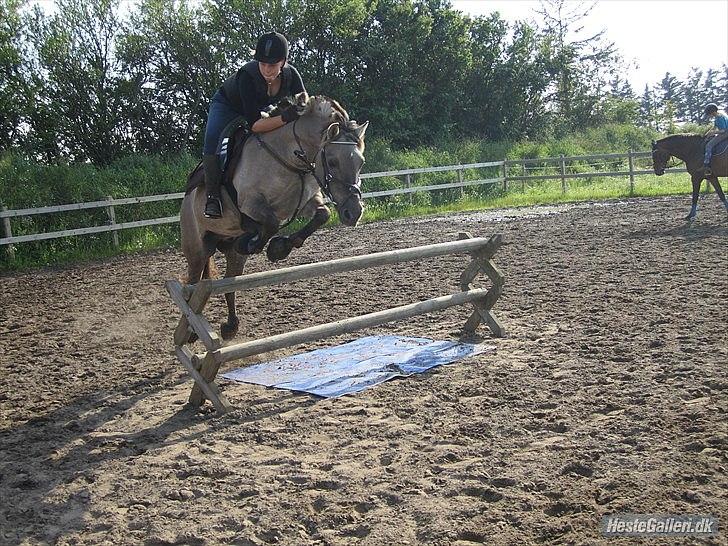 Konik Polski Vestervangs Sir Patrick . billede 12