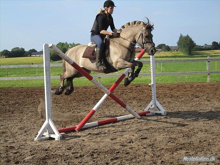 Konik Polski Vestervangs Sir Patrick . billede 14