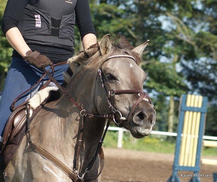 Konik Polski Vestervangs Sir Patrick . billede 15