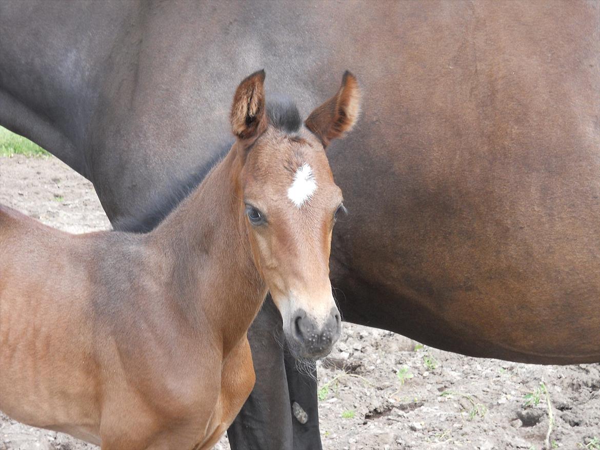 Dansk Varmblod Kashmir z billede 9