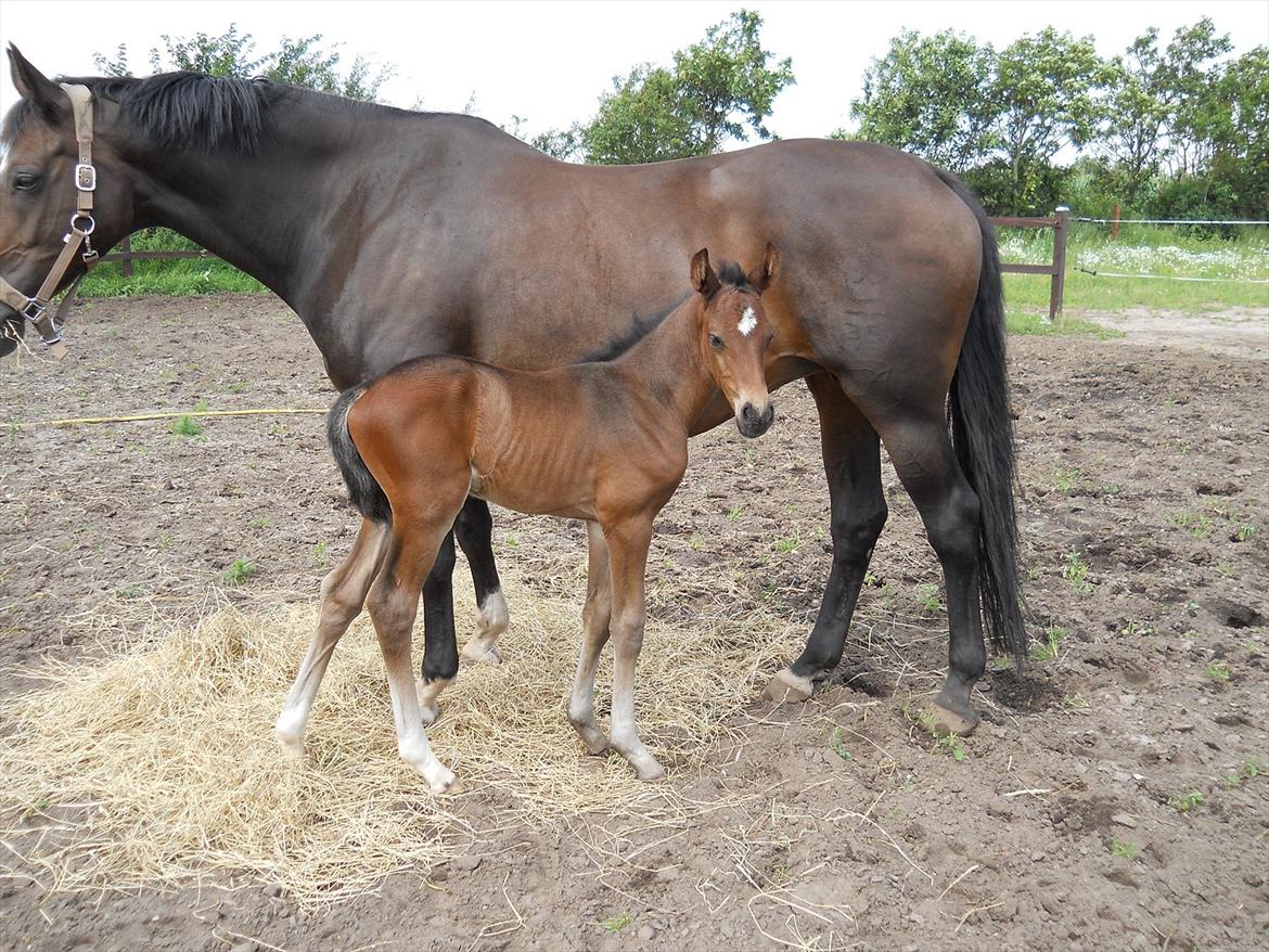 Dansk Varmblod Kashmir z billede 10