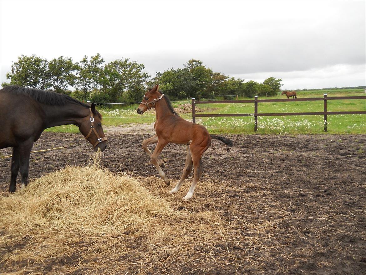 Dansk Varmblod Kashmir z billede 11