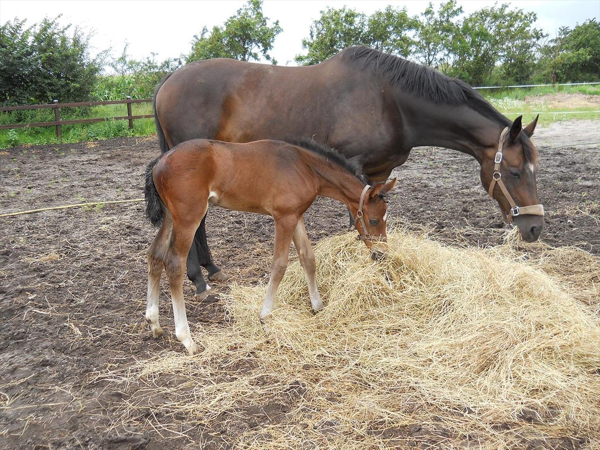 Dansk Varmblod Kashmir z billede 12