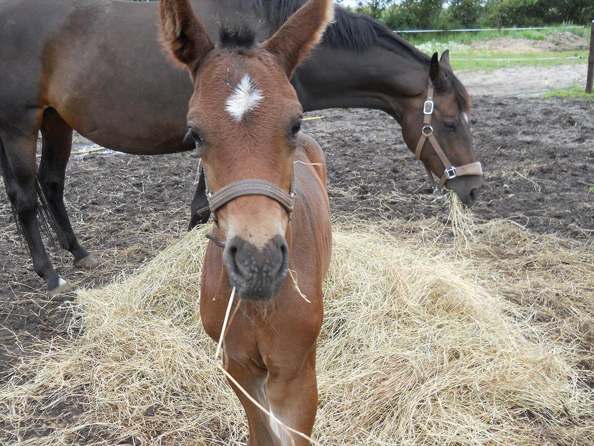 Dansk Varmblod Kashmir z billede 13
