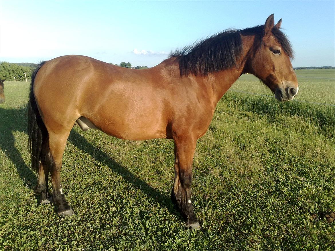 Anden særlig race Tobias billede 8