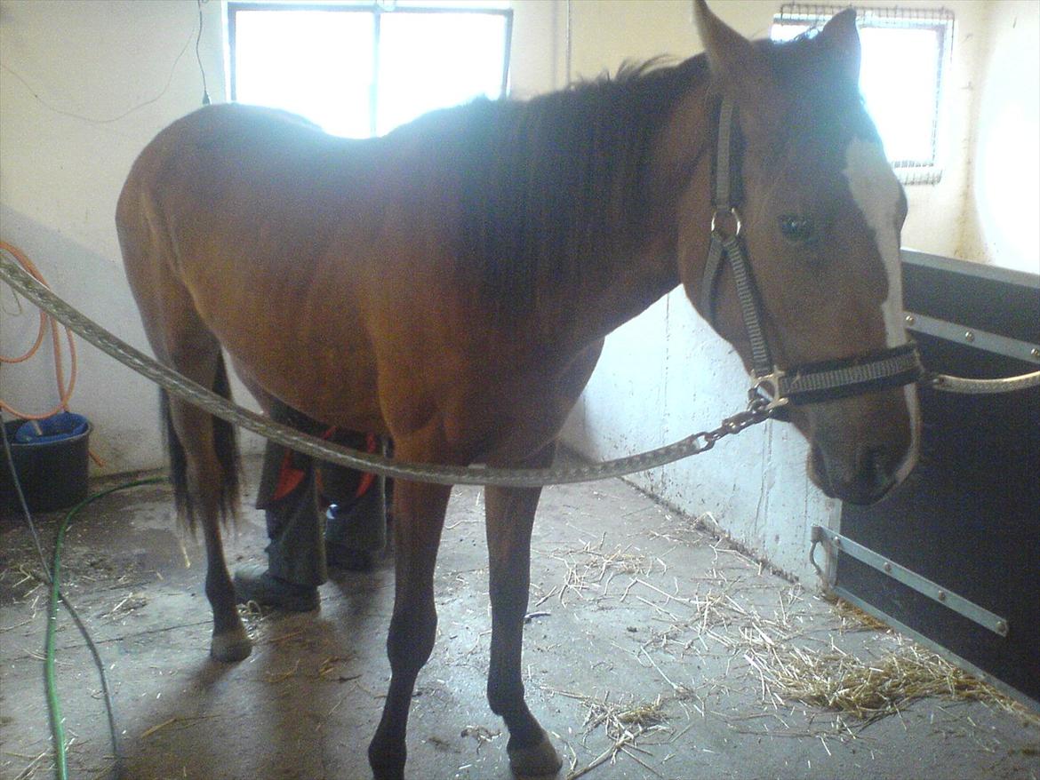 Anden særlig race Chicago - Chicago har smed besøg :-)
D. 25/7-11. billede 10