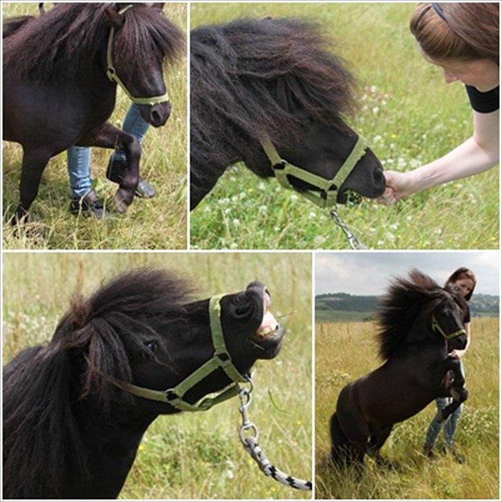 Miniature Black Speedy - Verdens dejligste pony, hver sekund sammen med dig gør mig stærkere. Jeg er uendelig heldig, at jeg har dig - 5. Juli 2011 - Billedet er taget af: Sofia Villefrance (© - Må ikke kopieres) billede 10