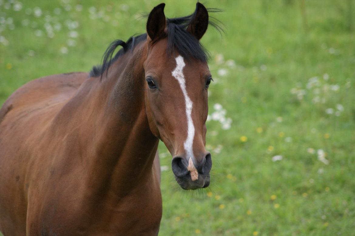 DSP Røgild`s Bastian solgt billede 3