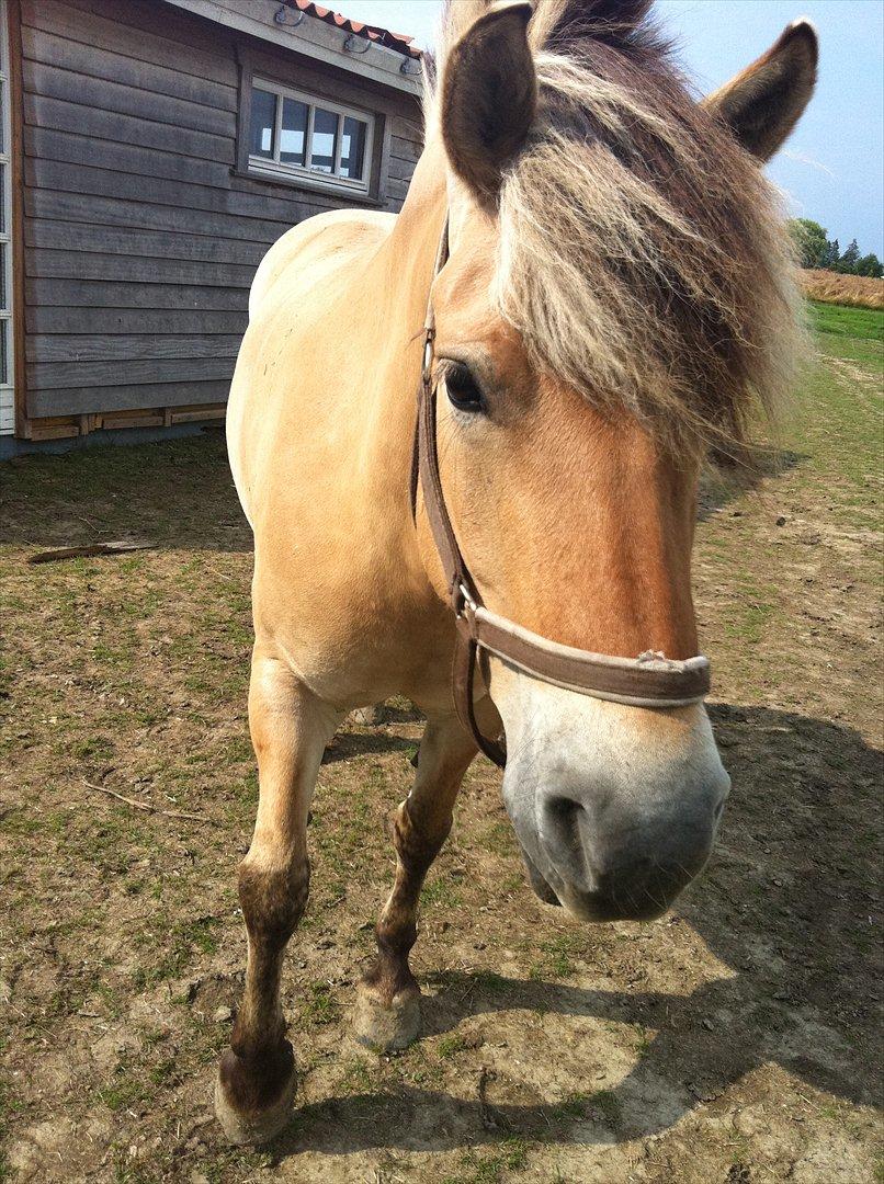 Fjordhest Lærkegaardens ballerina billede 1