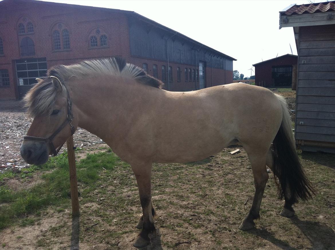 Fjordhest Lærkegaardens ballerina billede 2