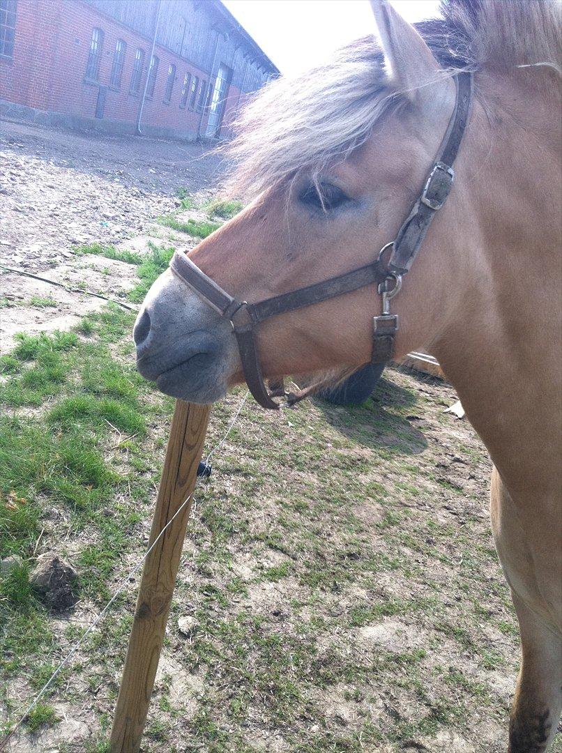 Fjordhest Lærkegaardens ballerina billede 3