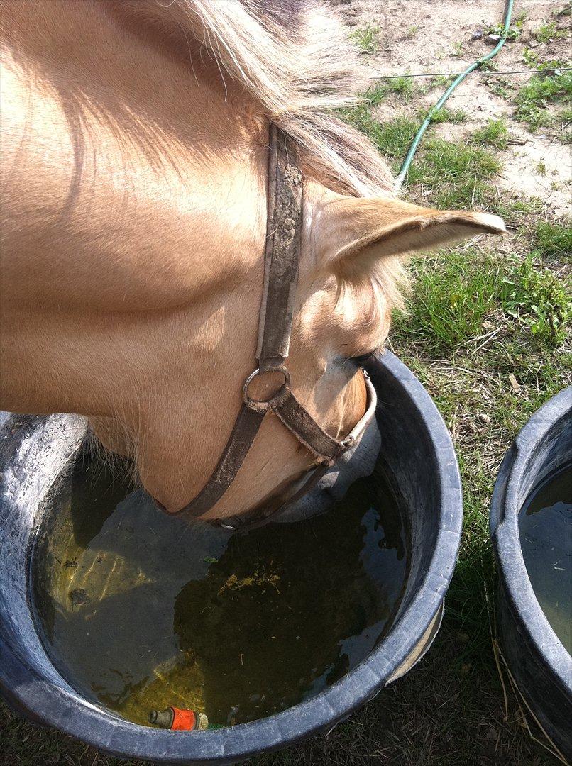Fjordhest Lærkegaardens ballerina billede 4