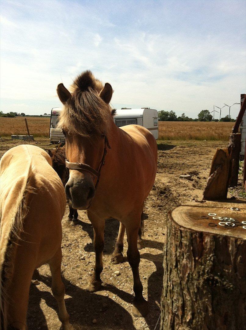 Fjordhest Lærkegaardens ballerina billede 5