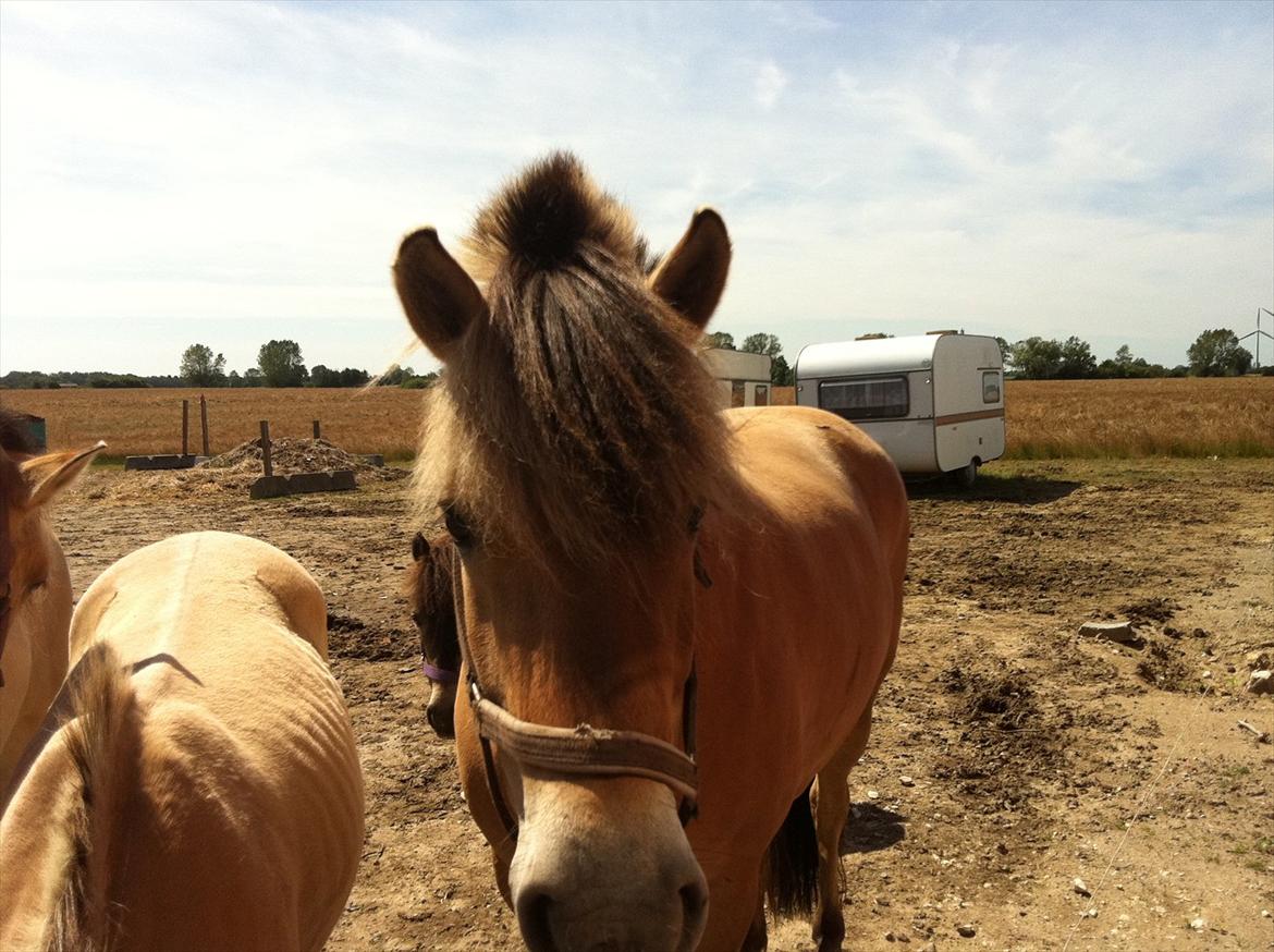 Fjordhest Lærkegaardens ballerina billede 6