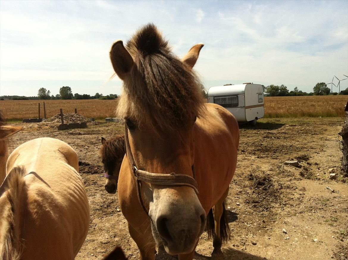 Fjordhest Lærkegaardens ballerina billede 7