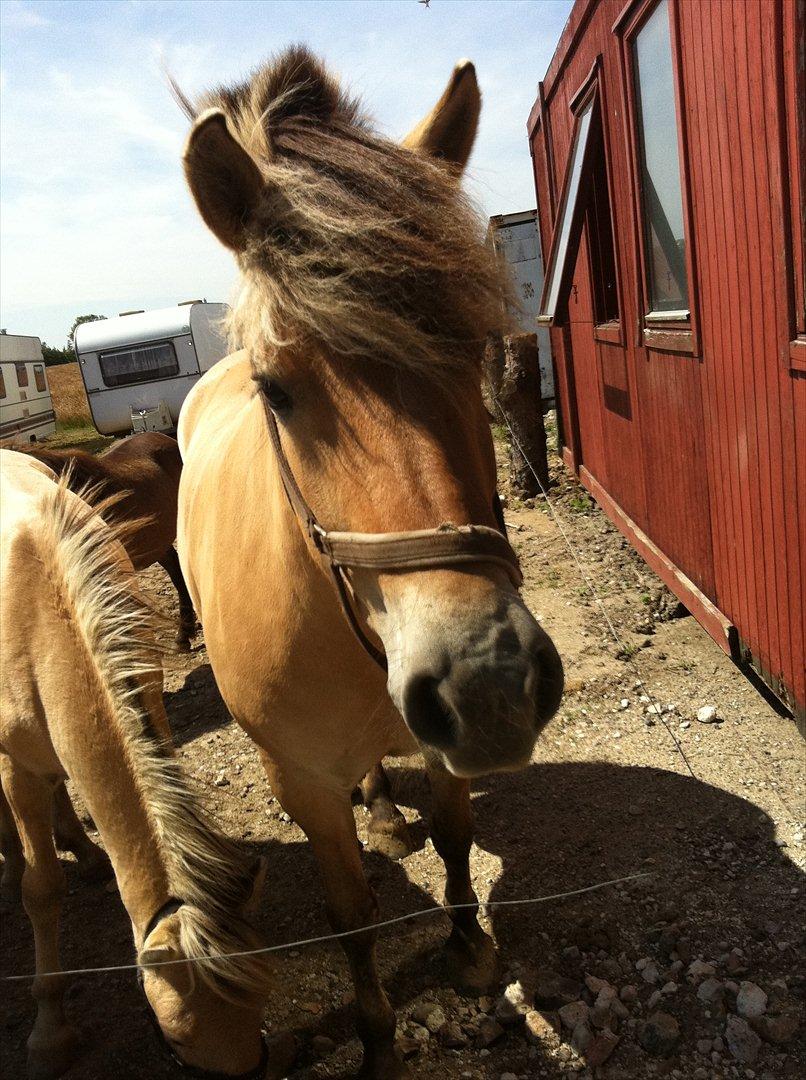 Fjordhest Lærkegaardens ballerina billede 8
