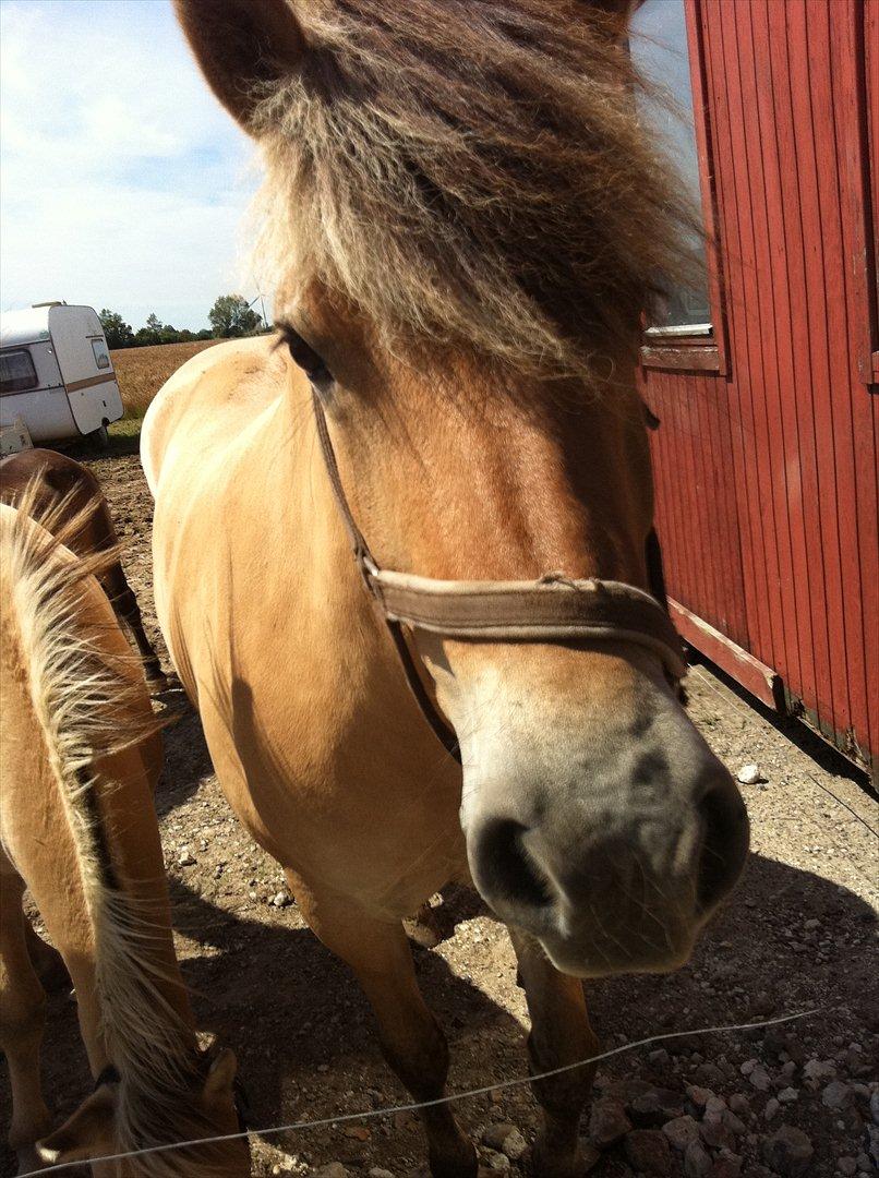 Fjordhest Lærkegaardens ballerina billede 9